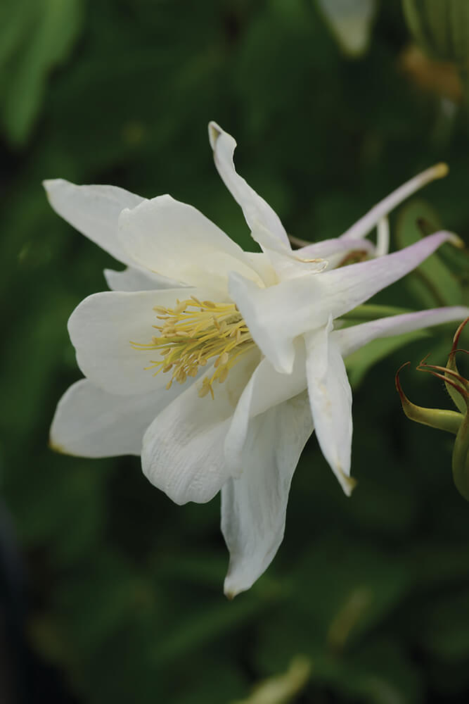 Gartenakelei (Aquilegia caerulea) 'Earlybird™' in verschiedenen Farben - winterhart