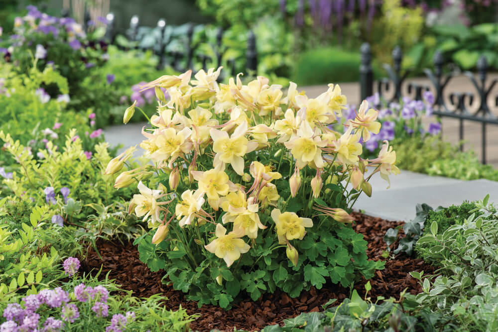 Gartenakelei (Aquilegia caerulea) 'Earlybird™' in verschiedenen Farben - winterhart