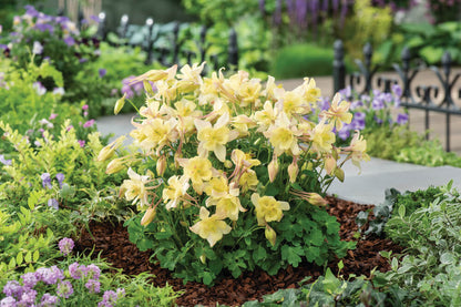Gartenakelei (Aquilegia caerulea) 'Earlybird™' in verschiedenen Farben - winterhart