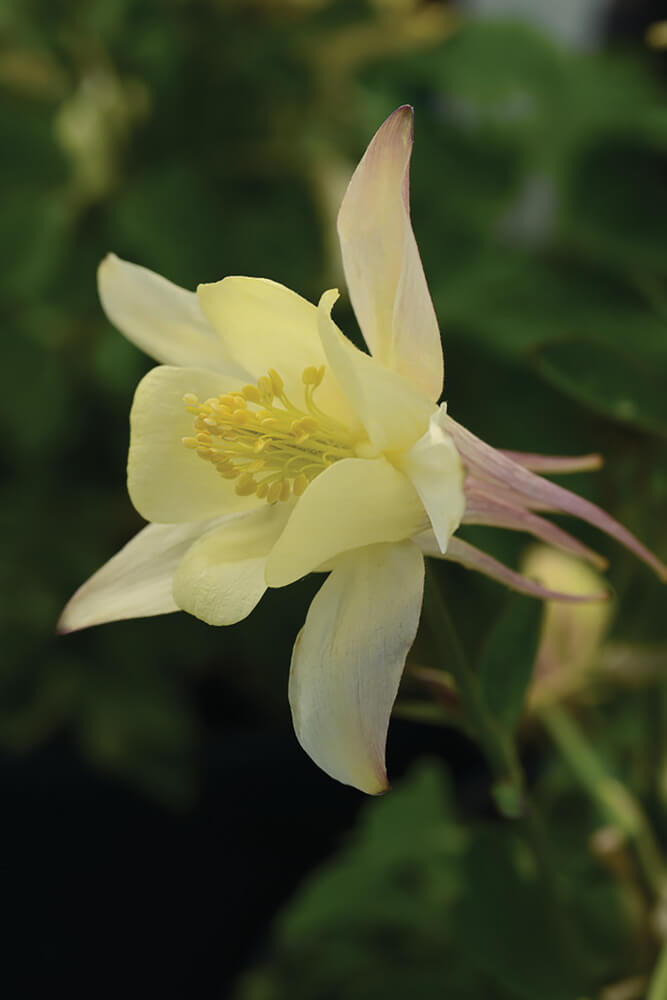 Gartenakelei (Aquilegia caerulea) 'Earlybird™' in verschiedenen Farben - winterhart