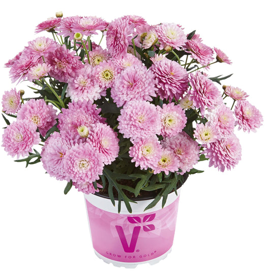 Strauchmargerite (Argyranthemum frutescens) 'Aramis® Double' in verschiedenen Farben