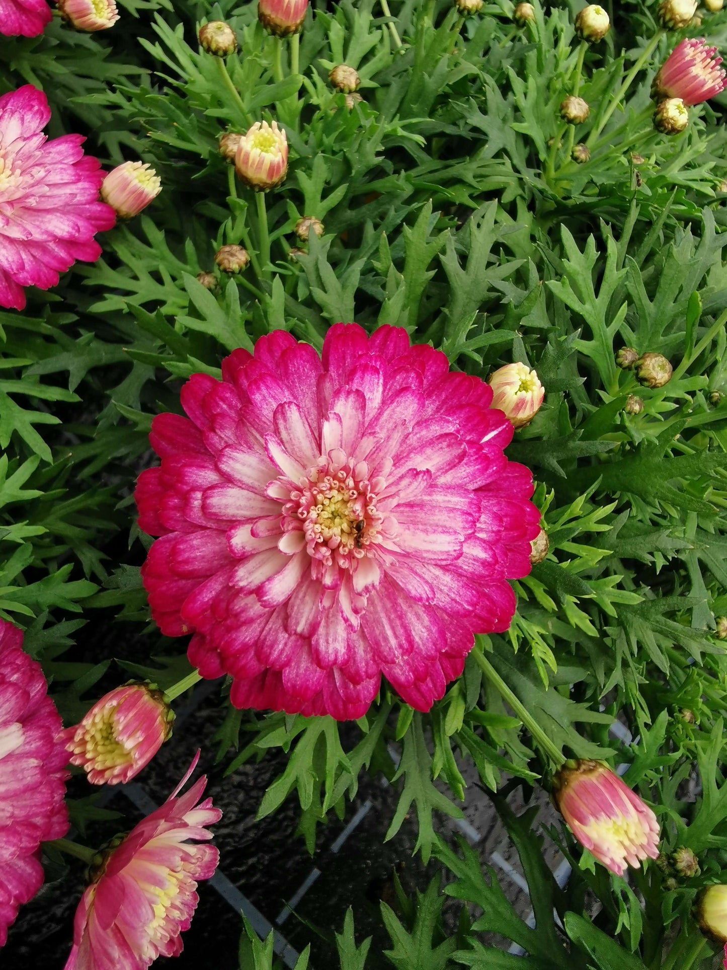 Strauchmargerite (Argyranthemum frutescens) 'Aramis® Double' in verschiedenen Farben