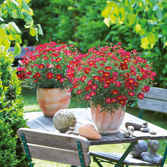 Strauchmargerite (Argyranthemum frutescens) 'Aramis® in verschiedenen Farben