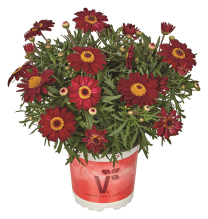 Strauchmargerite (Argyranthemum frutescens) 'Aramis® in verschiedenen Farben