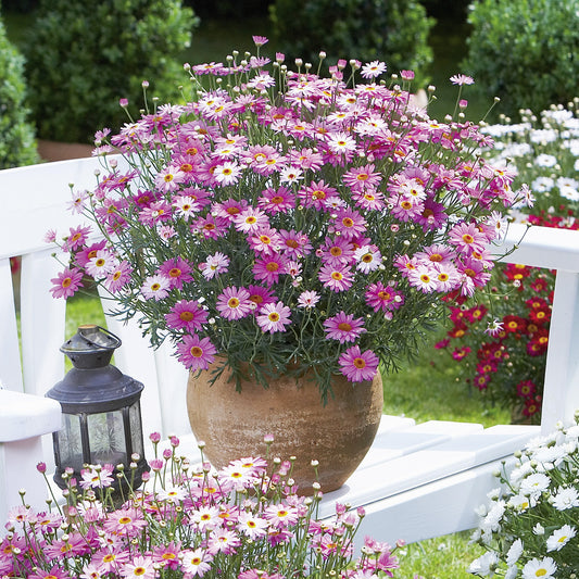 Strauchmargerite (Argyranthemum frutescens) 'Aramis® in verschiedenen Farben