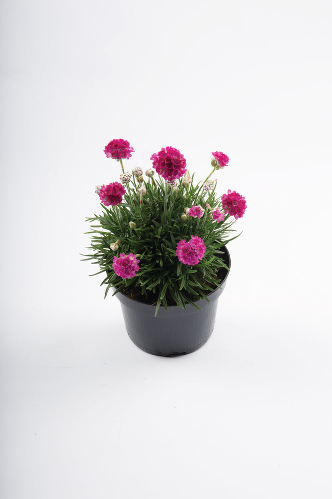 Grasnelke (Armeria maritima) 'Abbey' in verschiedenen Farben - winterhart