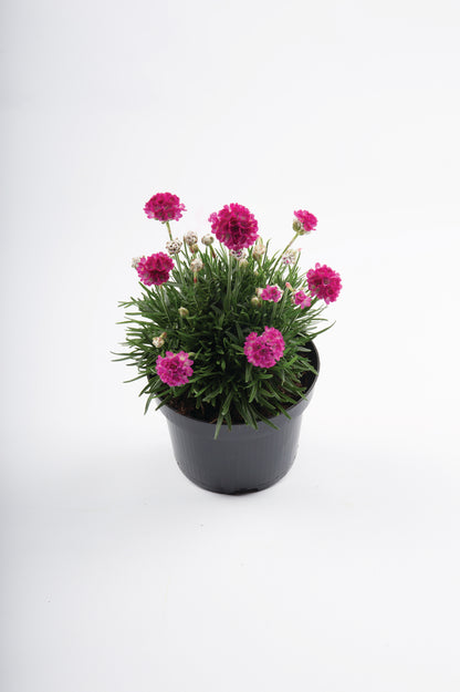Grasnelke (Armeria maritima) 'Abbey' in verschiedenen Farben - winterhart