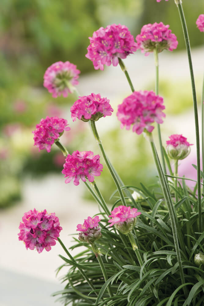 Grasnelke (Armeria maritima) 'Abbey' in verschiedenen Farben - winterhart