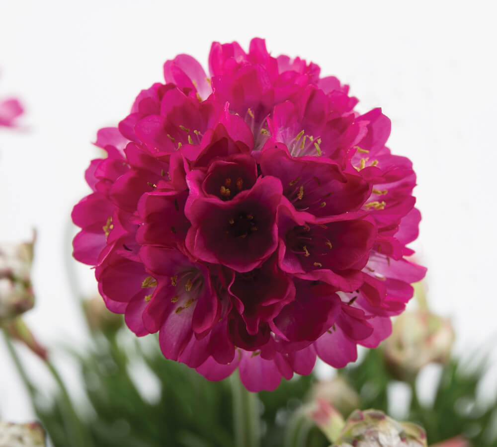 Grasnelke (Armeria maritima) 'Abbey' in verschiedenen Farben - winterhart