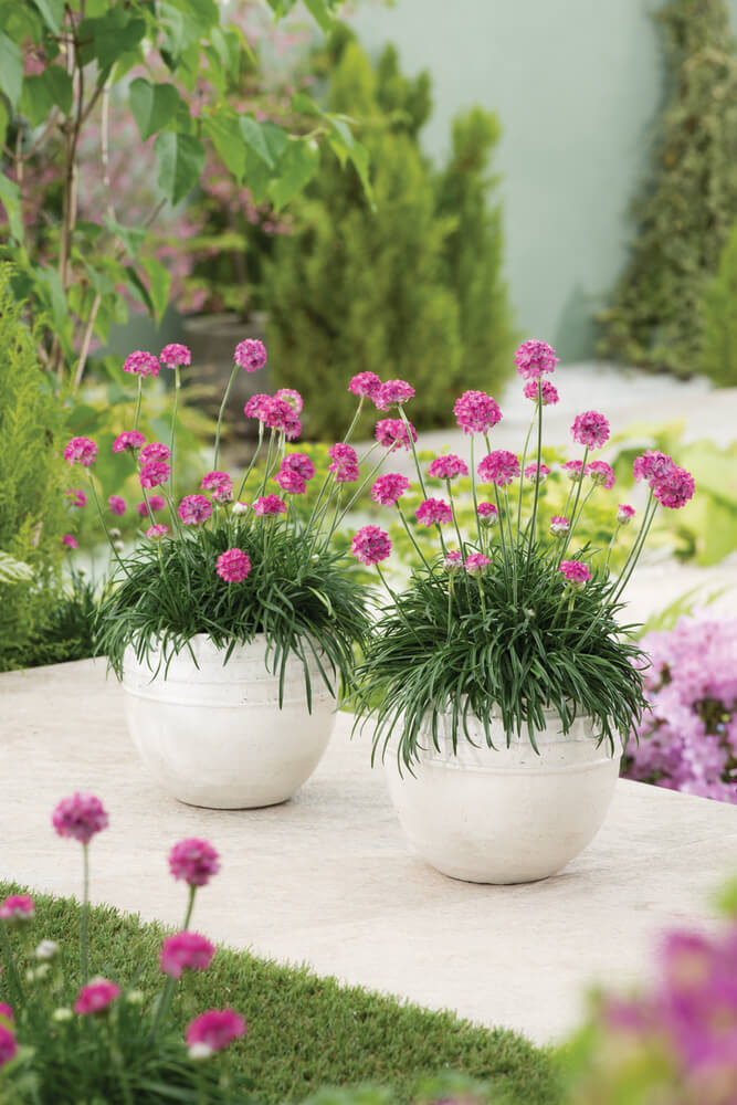Grasnelke (Armeria maritima) 'Abbey' in verschiedenen Farben - winterhart
