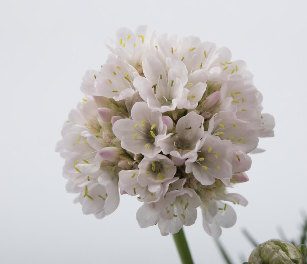 Grasnelke (Armeria maritima) 'Abbey' in verschiedenen Farben - winterhart