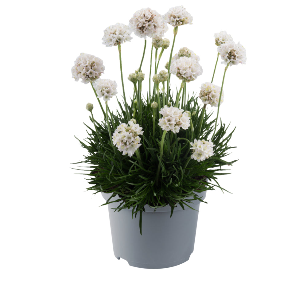 Grasnelke (Armeria maritima) 'Abbey' in verschiedenen Farben - winterhart