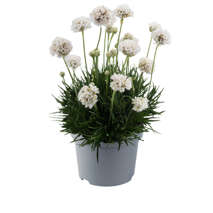 Grasnelke (Armeria maritima) 'Abbey' in verschiedenen Farben - winterhart