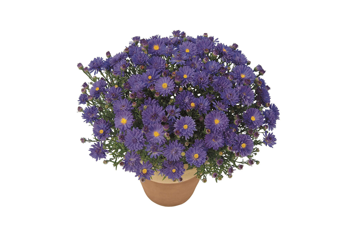 Zwergaster (Aster dumosus) in verschiedenen Farben