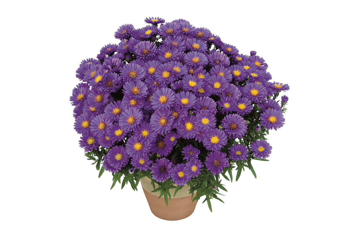 Zwergaster (Aster dumosus) in verschiedenen Farben