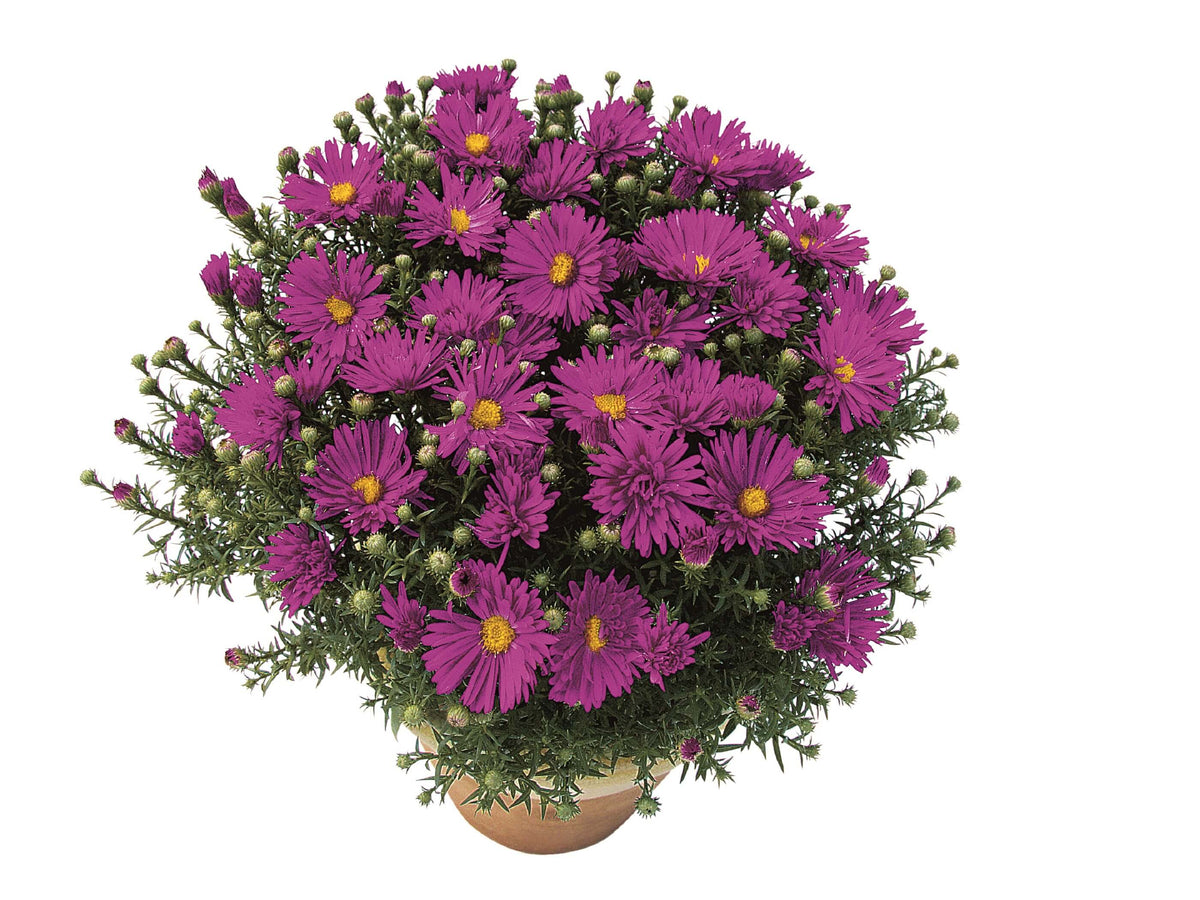 Zwergaster (Aster dumosus) in verschiedenen Farben