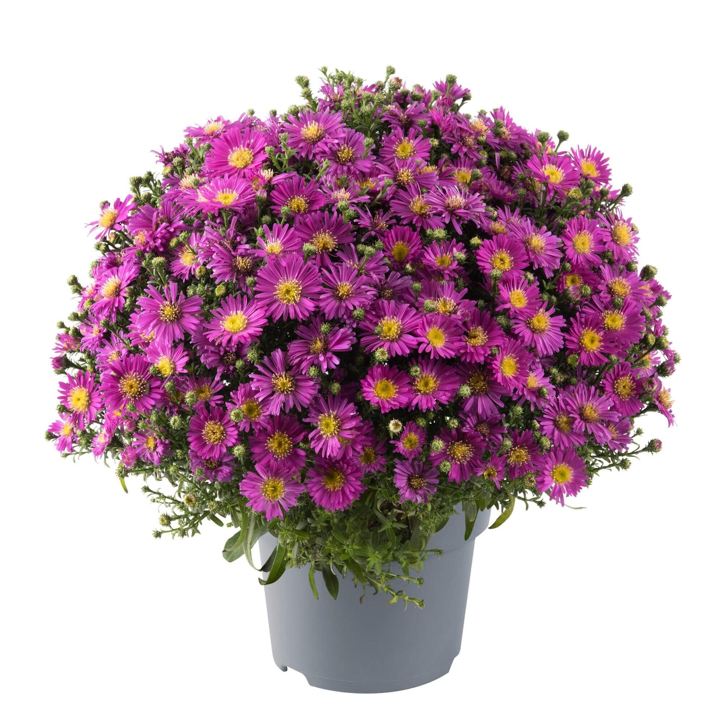 Herbst-Aster (Aster dumosus) 'Alpha®' in verschiedenen Farben - winterhart
