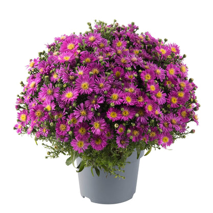 Herbst-Aster (Aster dumosus) 'Alpha®' in verschiedenen Farben - winterhart