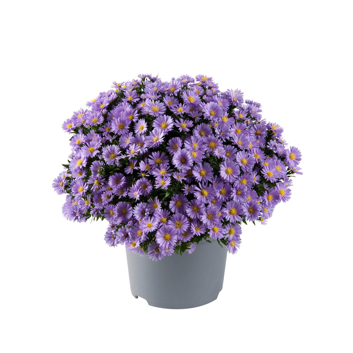 Herbst-Aster (Aster dumosus) 'Alpha®' in verschiedenen Farben - winterhart