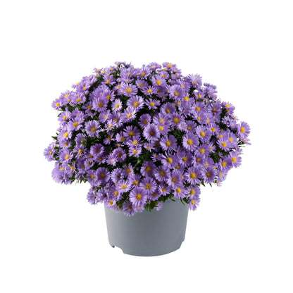 Herbst-Aster (Aster dumosus) 'Alpha®' in verschiedenen Farben - winterhart