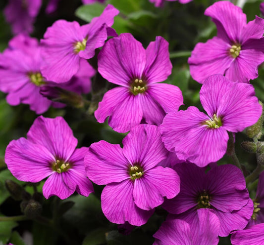 Blaukissen (Aubrieta hybrida) 'Axcent' in verschiedenen Farben - winterhart