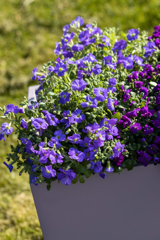 Blaukissen (Aubrieta hybrida) 'Axcent' in verschiedenen Farben - winterhart