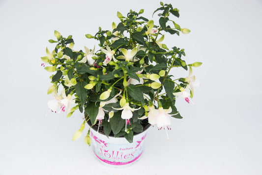 Stehende Fuchsien (Fuchsia) im Spar-Set | 4 Stück