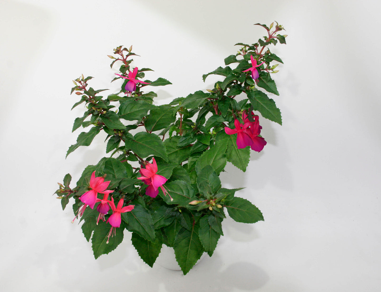 Stehende Fuchsien (Fuchsia) im Spar-Set | 4 Stück