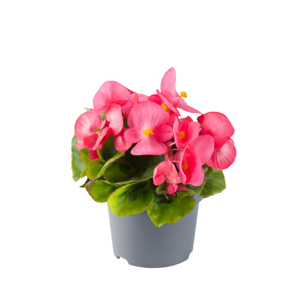 Eisbegonie (Begonia semperflorens) in verschiedenen Farben | 12 Pflanzen im Set