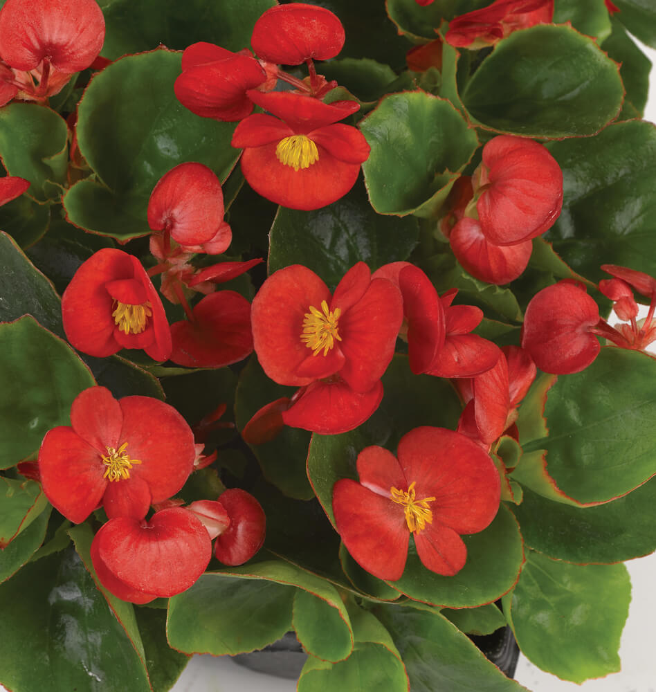 Eisbegonie (Begonia semperflorens) in verschiedenen Farben | 12 Pflanzen im Set