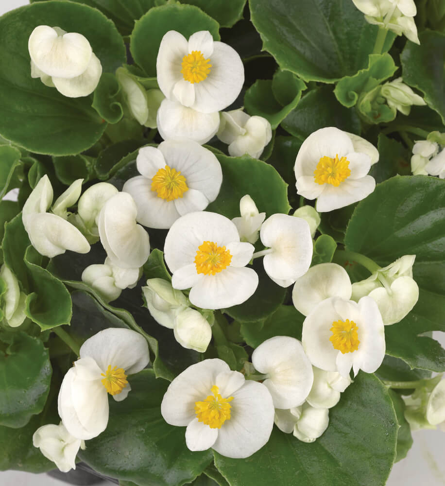 Eisbegonie (Begonia semperflorens) in verschiedenen Farben | 12 Pflanzen im Set