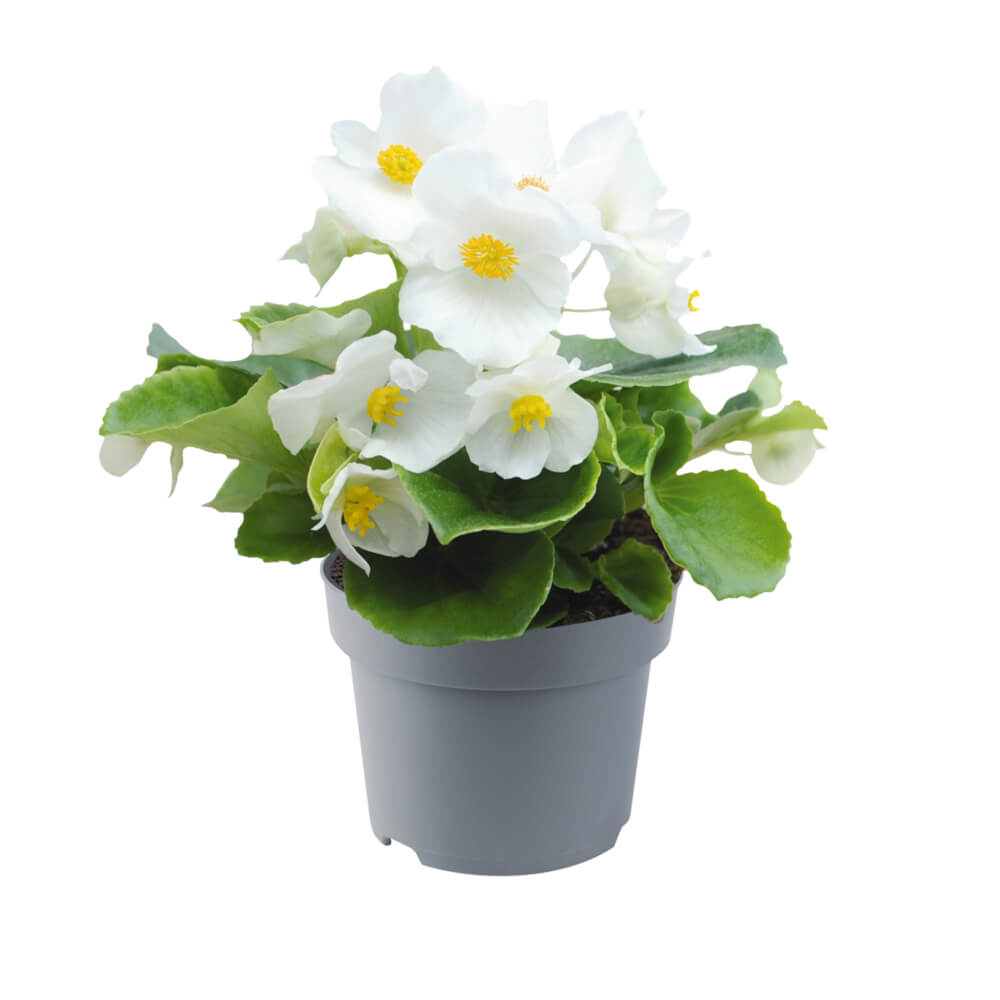 Eisbegonie (Begonia semperflorens) in verschiedenen Farben | 12 Pflanzen im Set