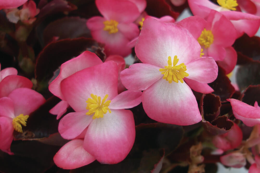 Eisbegonie (Begonia semperflorens) in verschiedenen Farben | 12 Pflanzen im Set