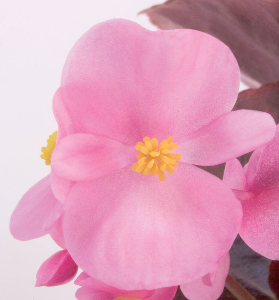 Eisbegonie (Begonia semperflorens) in verschiedenen Farben | 12 Pflanzen im Set