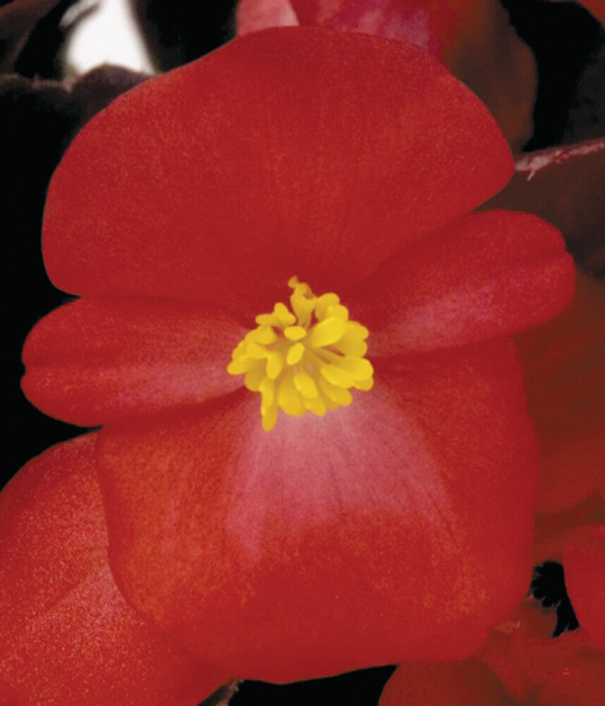 Eisbegonie (Begonia semperflorens) in verschiedenen Farben | 12 Pflanzen im Set