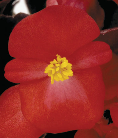 Eisbegonie (Begonia semperflorens) in verschiedenen Farben | 12 Pflanzen im Set