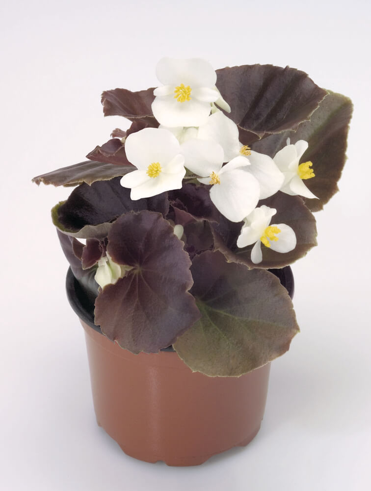 Eisbegonie (Begonia semperflorens) in verschiedenen Farben | 12 Pflanzen im Set