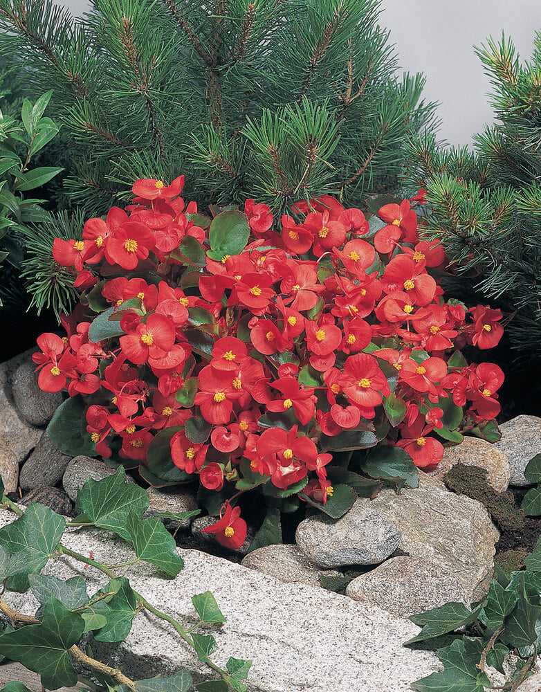Eisbegonie (Begonia semperflorens) in verschiedenen Farben | 12 Pflanzen im Set