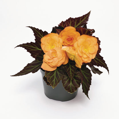 Knollenbegonie (Begonia tuberhybrida) 'GO!Early' in verschiedenen Farben