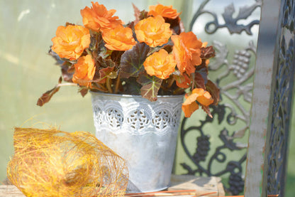 Knollenbegonie (Begonia tuberhybrida) 'GO!Early' in verschiedenen Farben