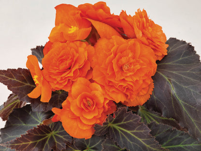 Knollenbegonie (Begonia tuberhybrida) 'GO!Early' in verschiedenen Farben