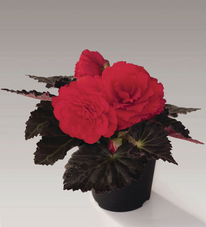 Knollenbegonie (Begonia tuberhybrida) 'GO!Early' in verschiedenen Farben