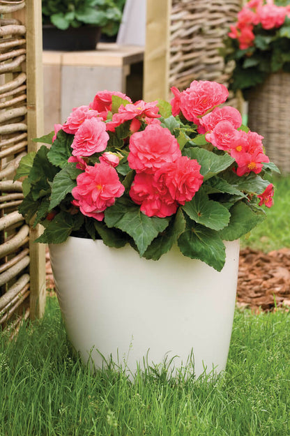 Knollenbegonie (Begonia tuberhybrida) 'GO!Early' in verschiedenen Farben