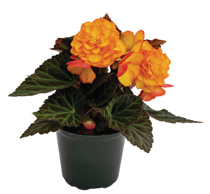 Knollenbegonie (Begonia tuberhybrida) 'GO!Early' in verschiedenen Farben