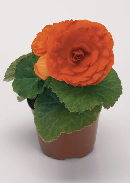 Knollenbegonie (Begonia tuberhybrida) 'GO!Early' in verschiedenen Farben