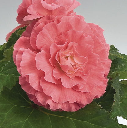 Knollenbegonie (Begonia tuberhybrida) 'GO!Early' in verschiedenen Farben