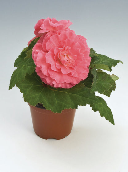 Knollenbegonie (Begonia tuberhybrida) 'GO!Early' in verschiedenen Farben