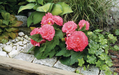 Knollenbegonie (Begonia tuberhybrida) 'GO!Early' in verschiedenen Farben
