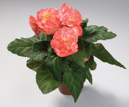Knollenbegonie (Begonia tuberhybrida) 'GO!Early' in verschiedenen Farben