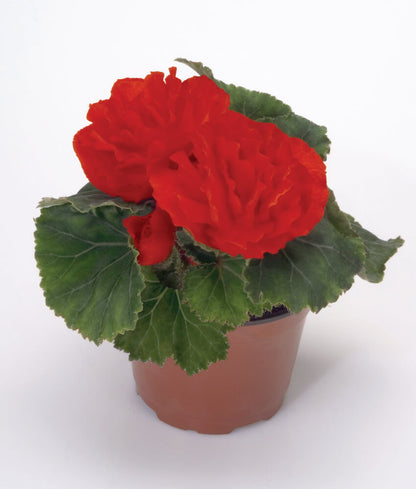 Knollenbegonie (Begonia tuberhybrida) 'GO!Early' in verschiedenen Farben